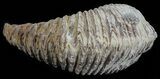 Cretaceous Fossil Oyster (Rastellum) - Madagascar #54472-1